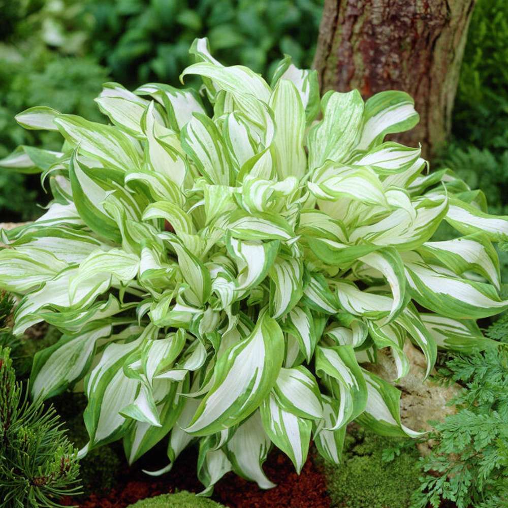 Hosta Undulata 'Mediovariegata'